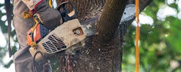 How Our Tree Care Process Works  in  Alcoa, TN