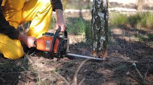 Best Leaf Removal  in Alcoa, TN