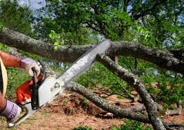Best Utility Line Clearance  in Alcoa, TN
