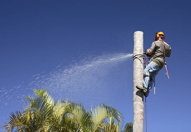 Best Arborist Consultation Services  in Alcoa, TN