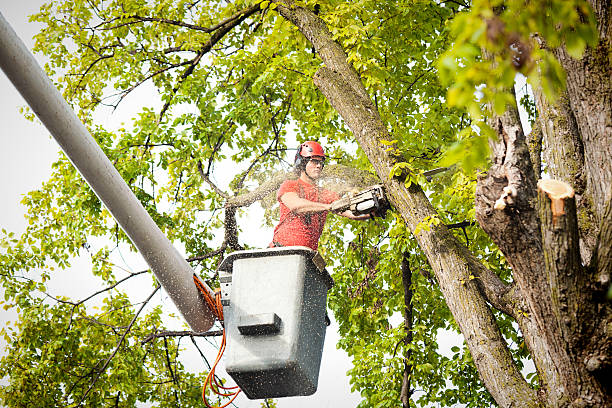 Best Tree Trimming and Pruning  in Alcoa, TN