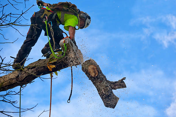 Best Lawn Watering Services  in Alcoa, TN